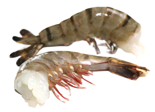 Crevettes pour restaurants asiatiques