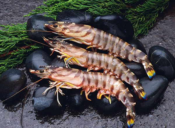 Fournisseur produits surgelés Paris